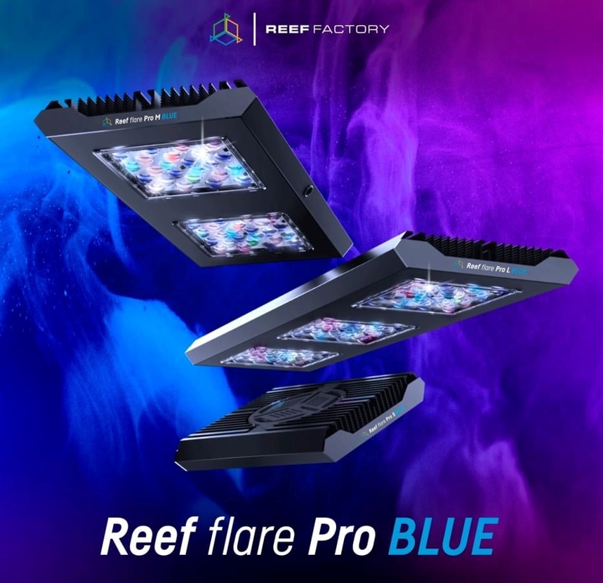 Reef Factrory Reef Flare blue